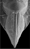 Ovipositor: !! display not done !! on Clorindaia hecaloides Linnavuori, 1975: SEM image female sternite VII, pygofer and ovipositor. (Observation).