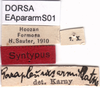 CollectionObject 1537579; d4df1c3d-aec2-4dac-99d8-39c263c46fda: labels (syntype of Parapleurus armillatus). (CollectionObject).