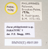 CollectionObject 1558298; NHMUK(SF IMPORT DUPLICATE) 845189, 3a24f4f9-6ddf-47c3-9503-207a32834fba: copyright Natural History Museum, London. female, data labels (paratype). (CollectionObject).