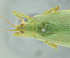 male head, pronotum and stridulatory area, dorsal view (holotype). Depicts CollectionObject 1516274; 001c3e40-3e11-469b-aea2-84ebfb1c68a3, a CollectionObject.