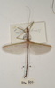 CollectionObject 1561858; 7a1f736b-dfcd-4b6c-b3a4-632a52820791: copyright OUMNH. male (holotype). (CollectionObject).