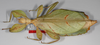 CollectionObject 1563809; c9a501ec-4adf-4f30-8d17-94afbb7ab88f: copyright Frank Hennemann. female (paratype). (CollectionObject).;CollectionObject 1563810; 254107e7-dffb-411a-a19b-17cc186f5c29: copyright Frank Hennemann. female (paratype). (CollectionObject).;CollectionObject 1563811; 2d85d338-aa82-440d-8512-7ed34d6f6deb: copyright Frank Hennemann. female (paratype). (CollectionObject).