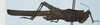 CollectionObject 1585213; 82f403f4-9ff9-4297-9511-fd51265adbb6, NHMUK010924726: female, lateral view. (CollectionObject).