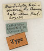 CollectionObject 1529777; 6c827cab-aa90-497c-adb5-5cfce4c69b58: labels (syntype). (CollectionObject).