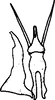 Stylus: Stylus. (Observation).