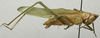 CollectionObject 1538890; 237a5ecb-9a9d-4725-9686-4905309c5e33: male, lateral view (lectotype). (CollectionObject).