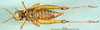 CollectionObject 1501997; 2fd1c630-c9fb-4cf0-9229-81cecb3bf6f8: female, ventral view (allotype). (CollectionObject).
