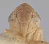Head: Head. (Observation).