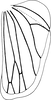 Hind wing: !! display not done !! on Punctulus tumidifrons Dai, Zahniser, Viraktamath & Webb, 2017: Hind wing. (Observation).