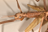 CollectionObject 1562320; 512ec891-ed0b-40be-a603-57135b9564e5: copyright OUMNH. female: head & thorax, lateral view of Acrophylla enceladus (syntype). (CollectionObject).;CollectionObject 1562321; a0fe8cae-f149-464f-8193-36e5eba2400e: copyright OUMNH. female: head & thorax, lateral view of Acrophylla enceladus (syntype). (CollectionObject).
