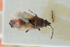Oxycarenus (Oxycarenus) laetus Kirby, 1891: Oxycarenus laetus. Syntype-dorsal habitus. (BMNH) - (CC BY-NC 4.0) Photo by Stuart Cole, reproduced with permission from the Natural History Museum, London, UK. (Otu).