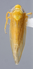 Habitus, dorsal view: (Observation).
