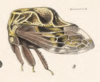 Habitus, lateral view on Bolbonotodes ganglbaueri Fowler, 1894: (Observation).