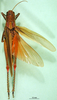 CollectionObject 1502319; eaeed2da-da6c-4669-999f-c49dba263f55: female, dorsal view (paralectotype). (CollectionObject).
