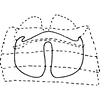 Abdomen, sternal apodemes, ventral view Depicts Abdomen, sternal apodemes, ventral view, an Observation.