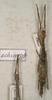CollectionObject 1557090; d30b9910-6274-4c5a-8e32-3240ebaa97a3: copyright St. Petersburg. female of synonym Antongilia echinops (holotype). (CollectionObject).