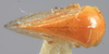 Habitus, dorsal view: !! display not done !! on Acutalis inornata Ball, 1905: (Observation).