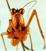 CollectionObject 1500858; 85ab7483-2a45-40be-97a5-1c0febbe3fba, DORSA D052XM02: male, frontal view (lectotype). (CollectionObject).