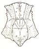 Stenoxyphula excisa (Ramme, 1941): Fig. 16. female pronotum, dorsal view. (Otu).