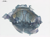 CollectionObject 1578298; 0c4ce193-a856-4a03-a665-592343d1b3e0: male, phallus, inner view. (CollectionObject).