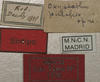 CollectionObject 1534991; 4c15cd85-5922-4c2d-ba6d-a31f2791f655: labels (syntype). (CollectionObject).