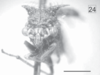 Head on Cyphonia bonaerensis Berg, 1879 now Cyphonia capra (Burmeister, 1833): (Observation).