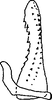 Aedeagus, lateral view on Paraliburnia lecartus Hamilton, 2002: Aedeagus, lateral view. (Observation).