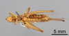 CollectionObject 1966223; fac95764-1668-4032-bb15-ab790dad88cb: Female, ventral view (paratype). (CollectionObject).