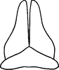 Subgenital plate: !! display not done !! on Paraphlepsius (Gamarex) fuscipennis fuscipennis (Van Duzee, 1892): Subgenital plate. (Observation).