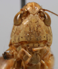 CollectionObject 1520633; b3c3fa0a-a6a4-4ea0-be6b-ad691aa7613c: male face (paratype). (CollectionObject).
