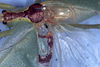 CollectionObject 1504215; 1c501441-1609-402a-9dd7-e1f885412a66: male, dorsal view (holotype). (CollectionObject).