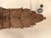 CollectionObject 1561574; 74591740-6a35-4808-a3b7-af4bc2cbcc59: copyright UMO. female: end of abdomen, dorsal view of Acanthoderus gravidus (holotype). (CollectionObject).