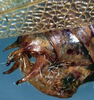CollectionObject 1517260; 3804b82d-c06a-4fe0-8a2a-32577057cc71: male abdomen tip, lateral view (holotype). (CollectionObject).