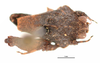 CollectionObject 1567149; 6d8c0fe4-da0c-47c1-b177-34d43bc57a56: male, dorsal view (holotype). (CollectionObject).