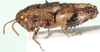 Dubitacris robustus Henry, 1937: lateral view. (Otu).