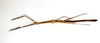 CollectionObject 1557441; 10b72a10-b96f-4266-aff4-61e1977aa9ef: copyright ETHZ. female, dorsal view (holotype). (CollectionObject).