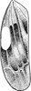 Forewing on Erythria manderstjernii (Kirschbaum, 1868): Forewing. (Observation).