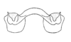 Aspidophyma americana Bolívar, 1884: Fig. 23. epiphallus, dorsal view. (Otu).