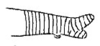 Callimenellus albolineatus Gorochov & Voltshenkova, 2005: Fig. 54. part of stridulatory file (?). (Otu).