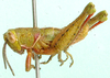 Frontifissia elegans Key, 1937: male, lateral view. (Otu).