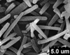 Brochosomes on Dichrophleps Stål, 1869: DP54 | Brazil, Amazonas, Coari, Rio Urucu, Petrobrás | 2/5/1992 | P. Buhrnheim, N.O. Aguiar, & N. Fe | DCMB. (Observation).