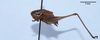 CollectionObject 1475617; 789b5f78-9e85-4267-867b-357b42ae1967: male, lateral view (holotype of Anterastes serbicus petkovskii). (CollectionObject).