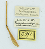 CollectionObject 1532255; c09be688-8ff6-4875-b7be-e5c37fd803ae: labels (male holotype). (CollectionObject).