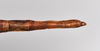 CollectionObject 1559851; a19eb260-1d37-40ef-b547-e1b1d39f104b: copyright NTUC. female: end of abdomen, dorsal view (syntype). (CollectionObject).;CollectionObject 1559852; 4f342293-8e32-43c8-aabd-67b5d43b4610: copyright NTUC. female: end of abdomen, dorsal view (syntype). (CollectionObject).;CollectionObject 1559853; 0624c8e5-f118-4578-a4ab-ef2df37cb695: copyright NTUC. female: end of abdomen, dorsal view (syntype). (CollectionObject).