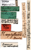 CollectionObject 1565009; f66c5fa9-52bd-4653-bfc9-929794deb44f, DORSA BGpharobS01: labels (holotype of Phaeophilacris robusta). (CollectionObject).