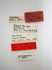 CollectionObject 1504690; aa266444-bfe7-4be4-8c37-5d8f1d9f5520: labels (holotype). (CollectionObject).