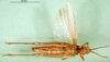 CollectionObject 1576328; 4246c994-d691-4b7d-9972-fadfbfa4b878: female, ventral view (allotype). (CollectionObject).