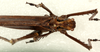 CollectionObject 1544654; ddef33a9-74d7-4a19-826f-628196f92e13: male, dorsal view. (CollectionObject).