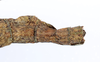 CollectionObject 1562343; c8b726ff-faaa-44ad-b8fa-713c02fe130c: copyright ZMUH, Hamburg. female: end of abdomen, dorsal view (syntype). (CollectionObject).