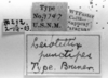 CollectionObject 1533432; 3137fff2-a501-48d5-b1df-59b2e213b180: Image Carbonell, C.S. labels (holotype of Leiotettix punctipes). (CollectionObject).